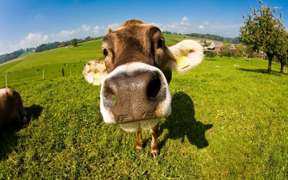 Download Swiss Cow Funny Wallpaper wallpaper