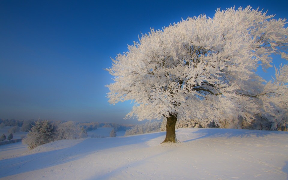Download Trees in Snow PC background 2K, 4K, 5K HD wallpapers wallpaper