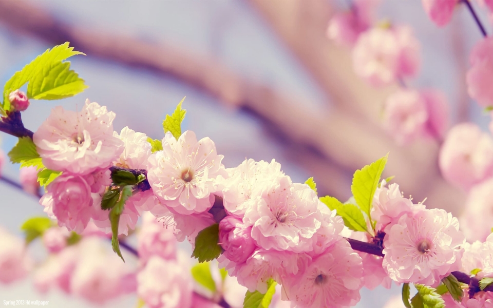 Download Cute Spring Flowers 4K Phone Wallpapers wallpaper