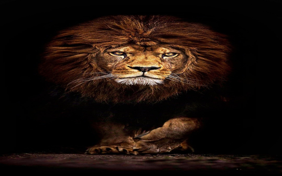 Download Scary Lion Close up Wallpaper wallpaper