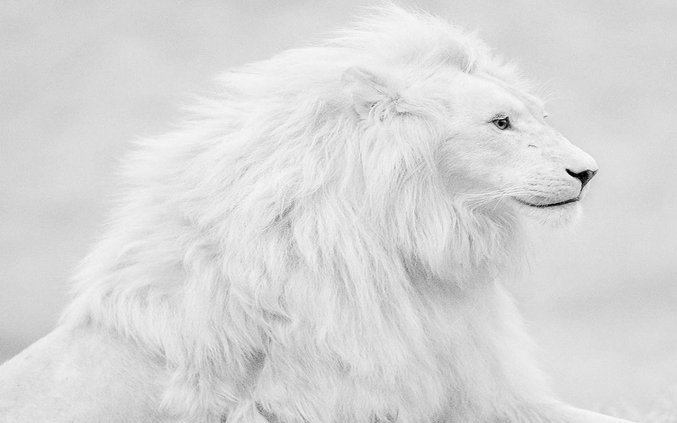 Download Pure White Lion Photos Albino 4K Wallpapers wallpaper