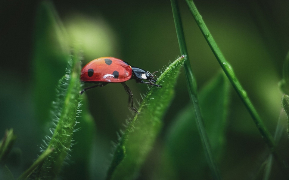 Download Ladybug Insect Phone Background Download wallpaper