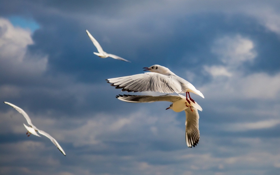 Download Wallpaper of Beautiful Seagulls Flying Above Sea Wallpaper wallpaper