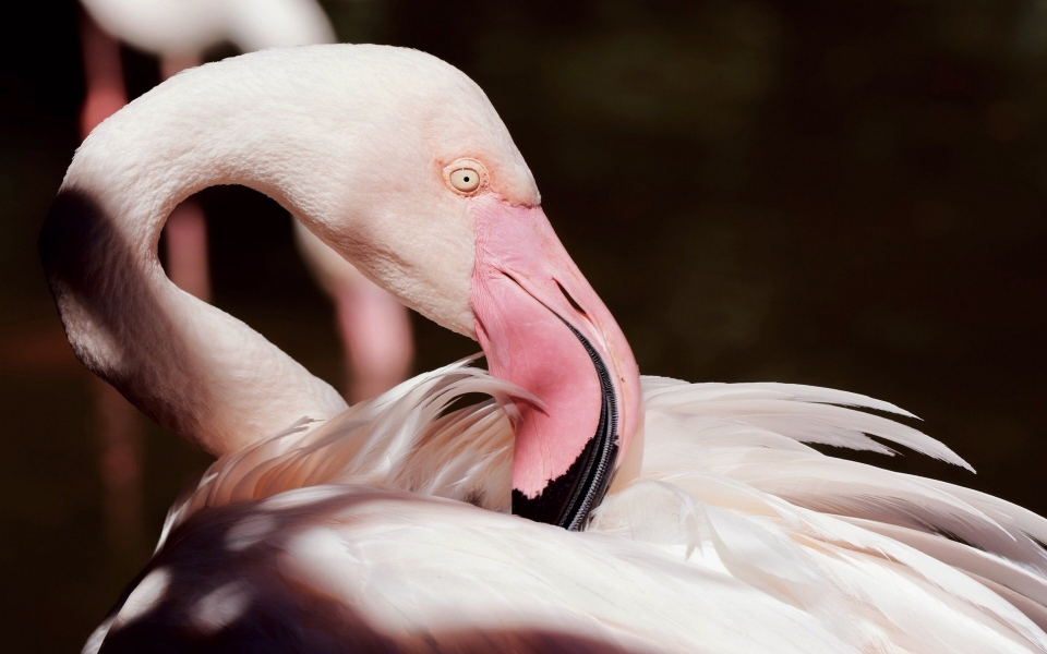 Download Wallpapers of Beautiful Flamingo in 5K 8K 10K Download wallpaper