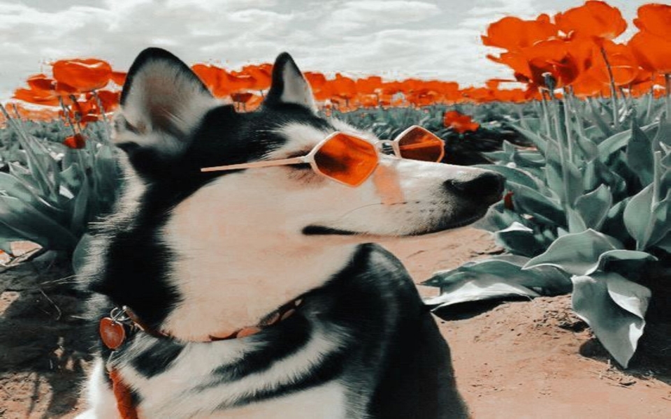 Download Funny Doggo, Dog Photos, Cute Dog Phone Wallpaper wallpaper