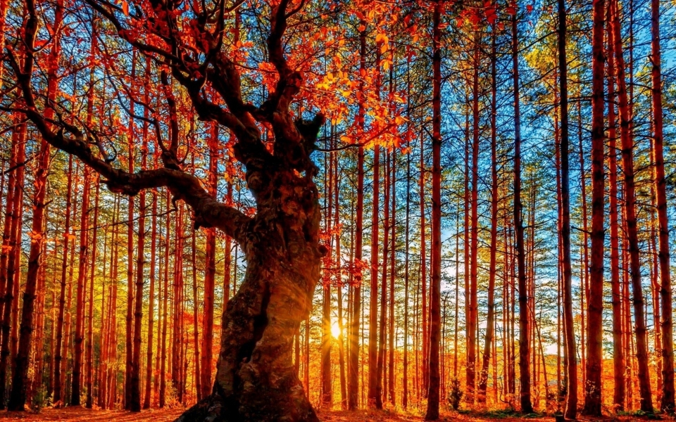Download Autumn Fall Trees, autum nyc, la fall 2k 4k Phone wallpaper wallpaper