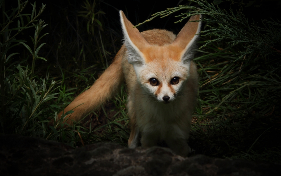 Download Adorable Fennec Fox with Brown Eyes HD Wallpaper wallpaper