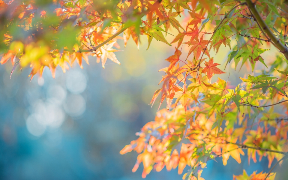 Download Autumn Maple Leaf in Sunshine HD Wallpaper wallpaper