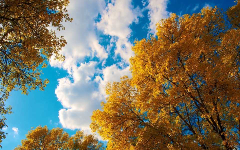 Download Autumnal Canopy 4K HD Wallpaper for laptop wallpaper