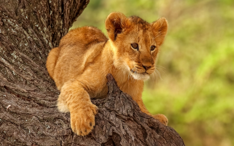 Download Baby Lion Sitting on Tree HD Wallpaper for laptop wallpaper