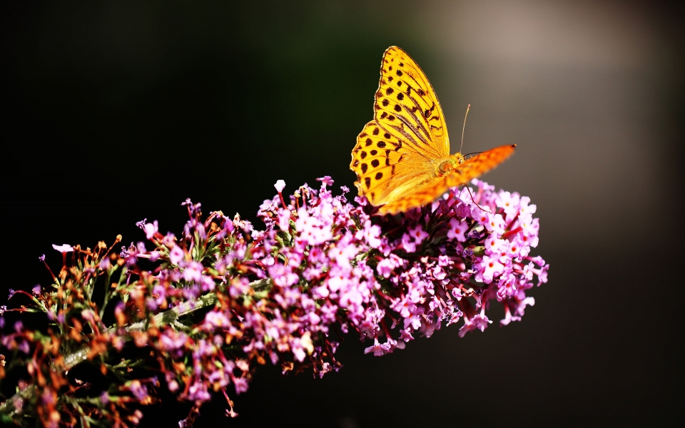 Download Beautiful Butterfly - HD Wallpaper Featuring Stunning Butterfly Close-Up wallpaper