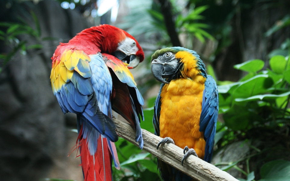 Download Colorful Ara Macaw Perched on Branch HD Wallpaper wallpaper