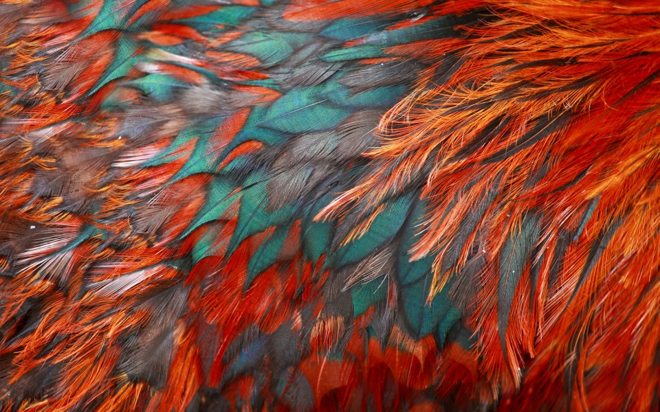 Download Colorful Feathers Texture A Macro HD Wallpaper for Nature Lovers wallpaper