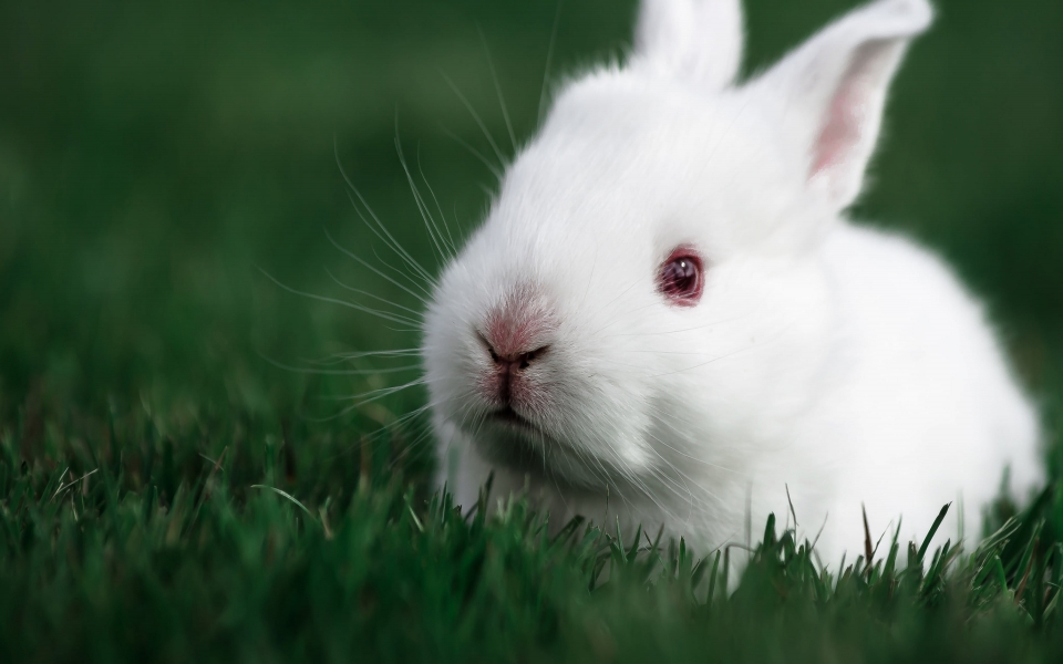 Download Cute Rabbit High Quality HD Wallpaper for Animal Lovers wallpaper
