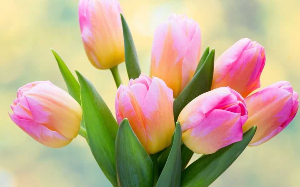 Download Delicate Pink Tulips in Spring HD Wallpaper wallpaper