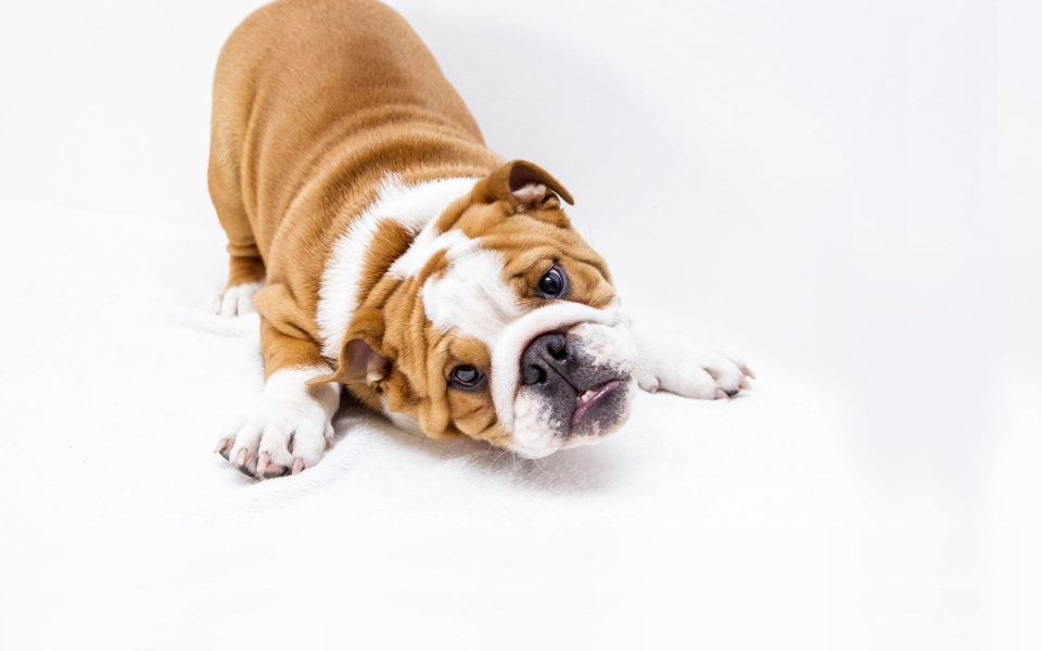 Download English Bulldog Puppy HD Wallpaper for iphone wallpaper