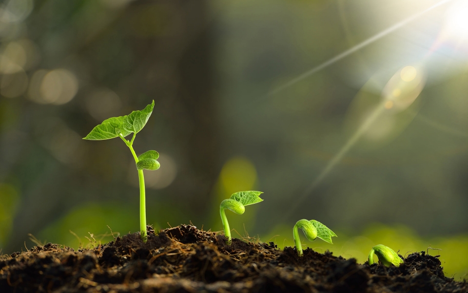 Download Green Fresh Plant Sprouts Sunlight 4k Wallpaper For Laptop 1920x1080 Aesthetic wallpaper