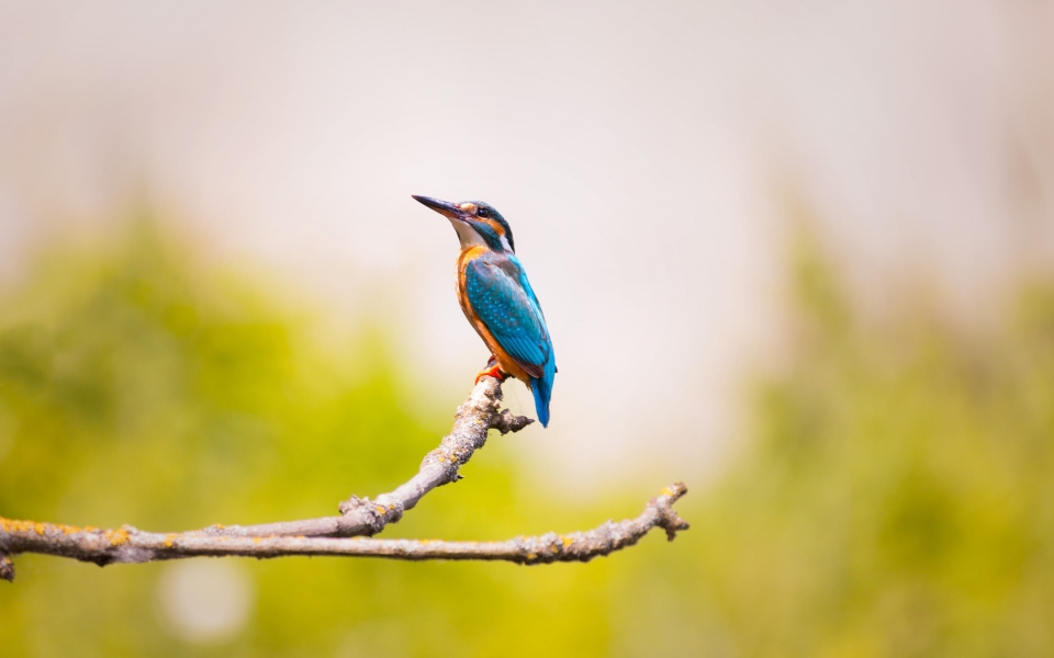 Download Kingfisher on a Branch,Small Bird HD Wallpaper wallpaper