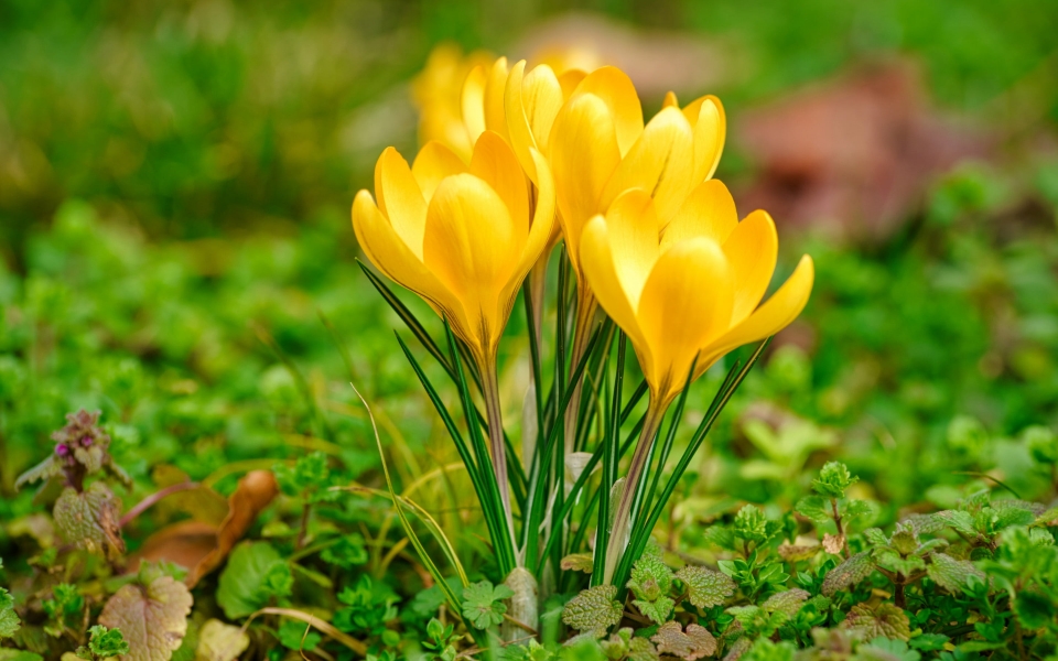 Download Mesmerizing Close-up of Yellow Crocuses in Spring HD Desktop Wallpapers 1080p wallpaper