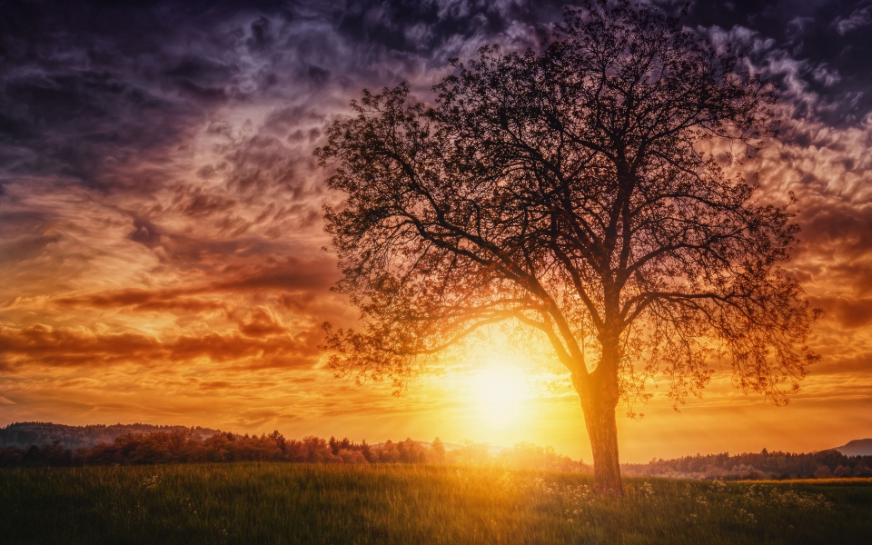Download Nature at Sunset with Our Free 4K/8K Ultra HD Wallpaper of Trees wallpaper