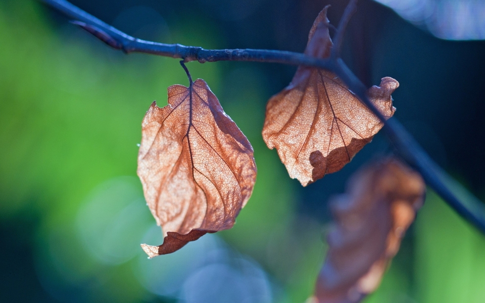 Download Nature to Your Screen with Our Free 4K/8K Ultra HD Wallpaper of a Leaf Branch wallpaper