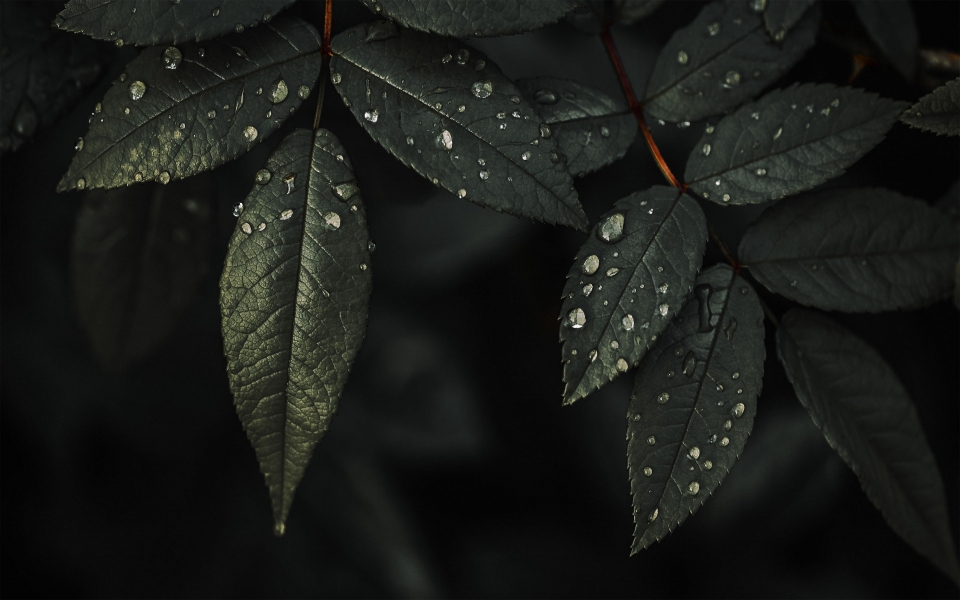 Download Nature's Details to Your Screen with Our Free 4K/8K Ultra HD Wallpaper of Plant Leaves and Water Drops on Dark Background wallpaper