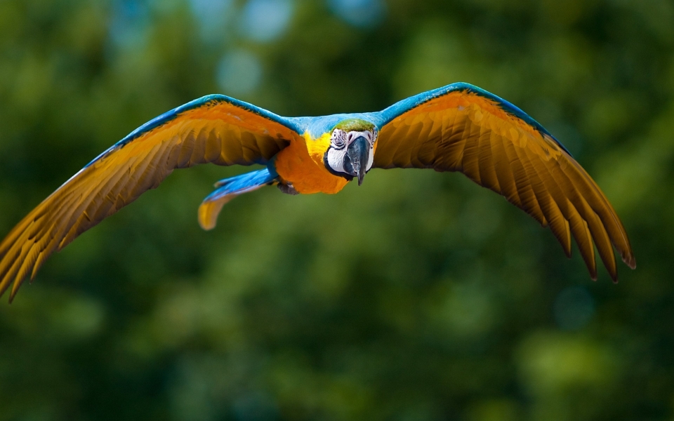 Download Parrot with Big Wings Flying HD Wallpaper for laptop wallpaper