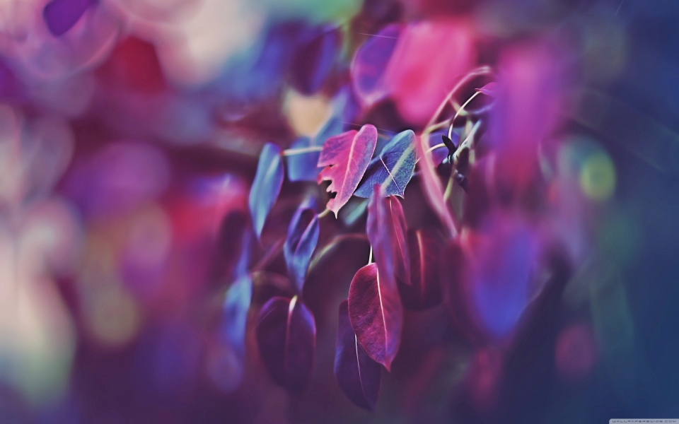 Download Purple and White Leaves in Tilt Shift Macro Lens HD Wallpaper wallpaper