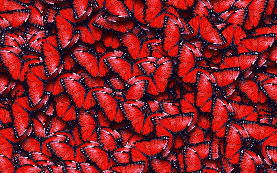 Download Red Butterflies Macro Texture HD Wallpaper wallpaper