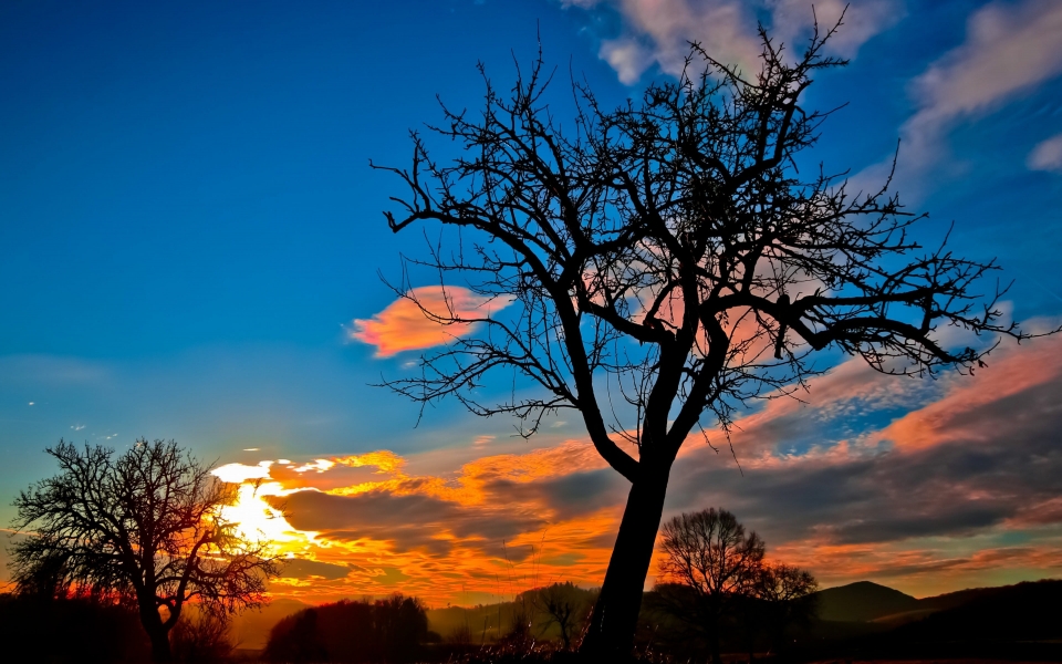 Download Sunset Trees Sky Nature 4k HD Wallpaper wallpaper