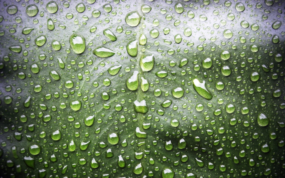 Download Water Drops on Leaf Close-Up HD Wallpaper wallpaper
