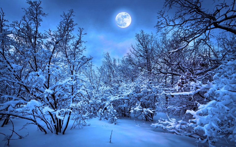 Download Winter Forest Night A Serene and Beautiful HD Wallpaper wallpaper