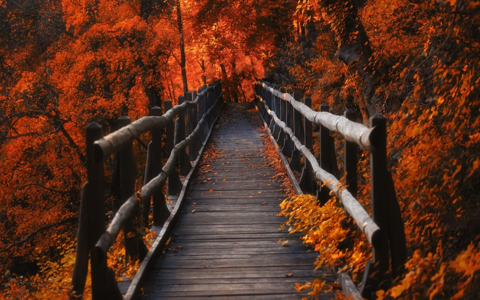 Download Autumn Hike orange dry leaves Ultra HD Wallpaper wallpaper