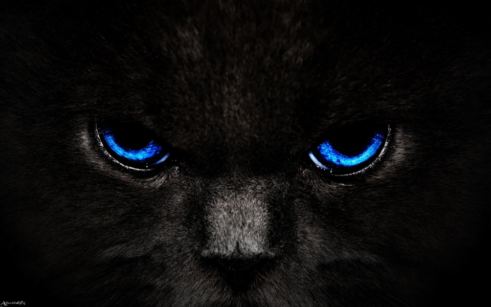 Download Blue Eyes Glance Stunning HD Wallpaper of a Dark Cat wallpaper