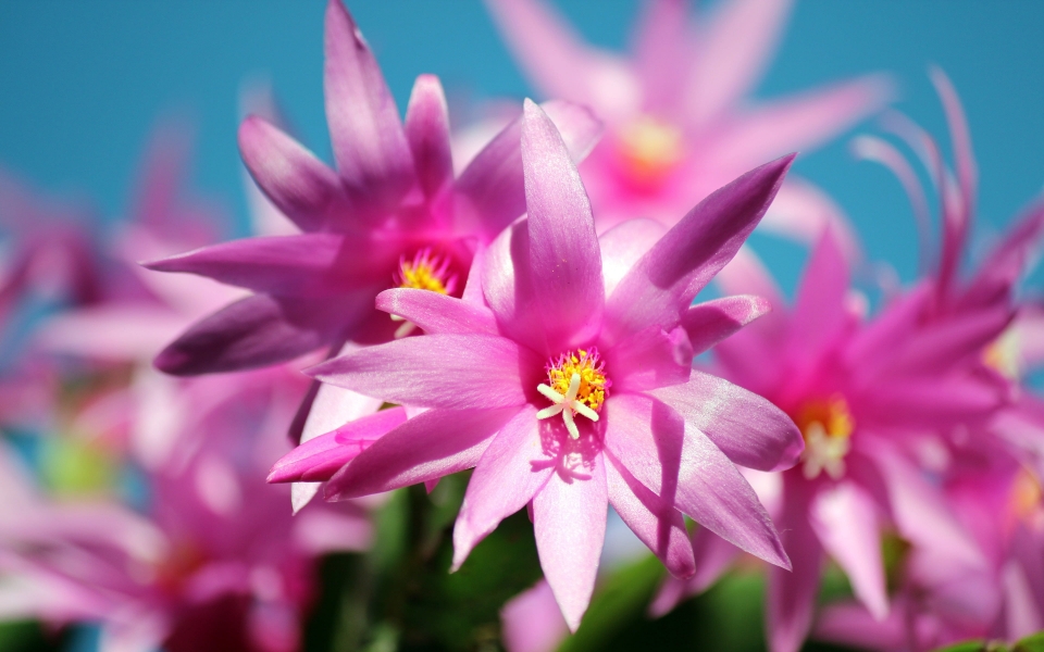 Download Cactus with Pink Blossoms HD Wallpaper A Close-up View of Nature's Beauty wallpaper