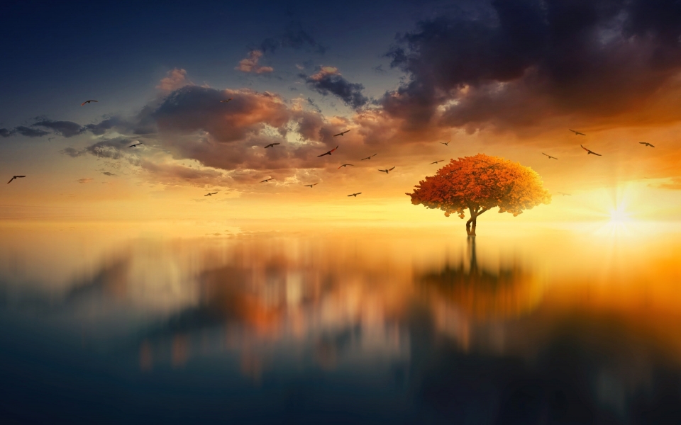 Download Calm Water Aesthetic Ultra HD Wallpaper of Sunset Lake Trees Water and Birds wallpaper