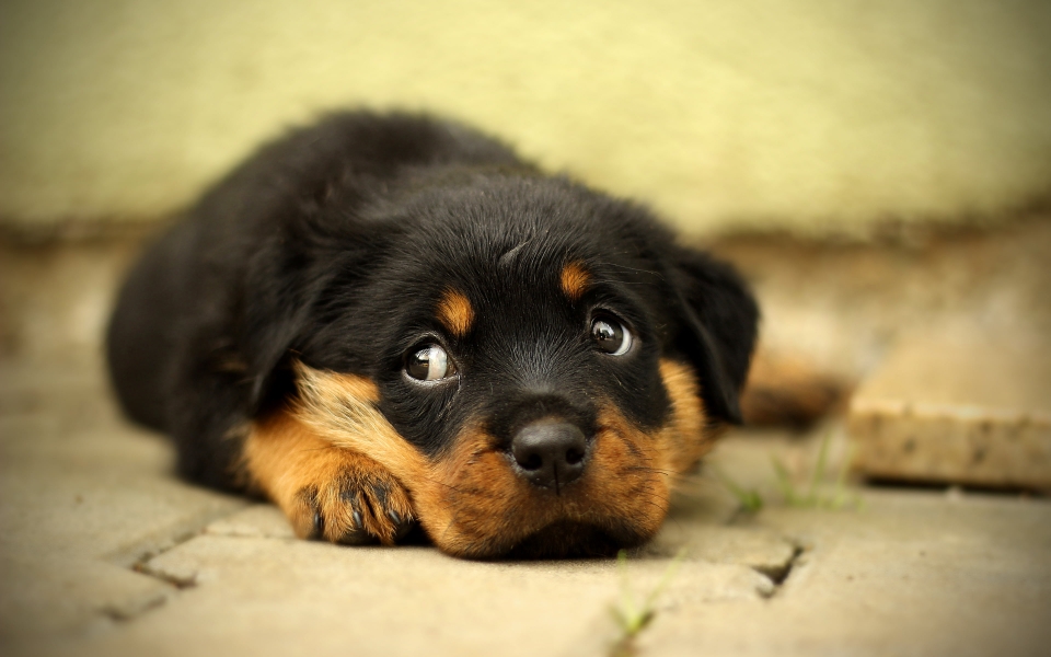 Download Cute Rottweiler Puppy HD Wallpaper of Adorable Dog wallpaper