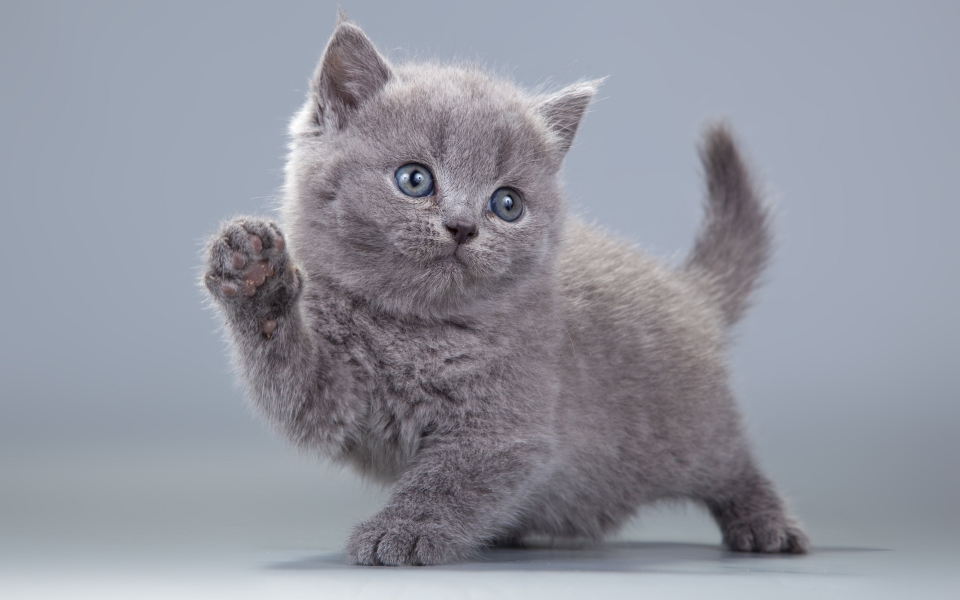 Download Gray British Shorthair Kitten HD Wallpaper of Cute Domestic Cat wallpaper