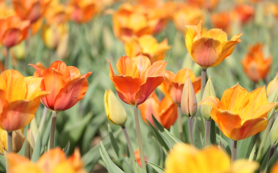 Download Orange Tulip Field HD Wallpaper of Vibrant Spring Blooms wallpaper