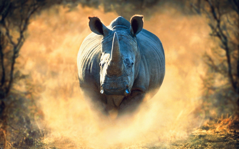 Download Running Rhino in African Wildlife HD Wallpaper wallpaper