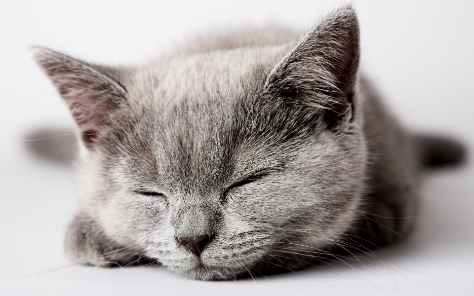 Download Sleeping Gray Scottish Straight Cat HD Wallpaper for Pet Lovers wallpaper