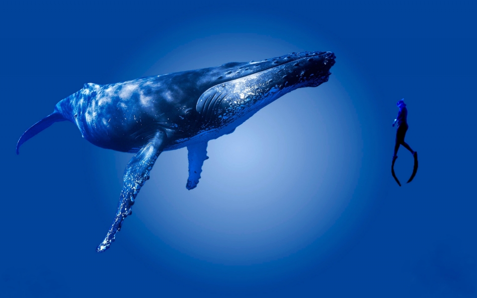 Download Swimming with a Humpback WhaleN ature's Majestic HD Wallpaper wallpaper