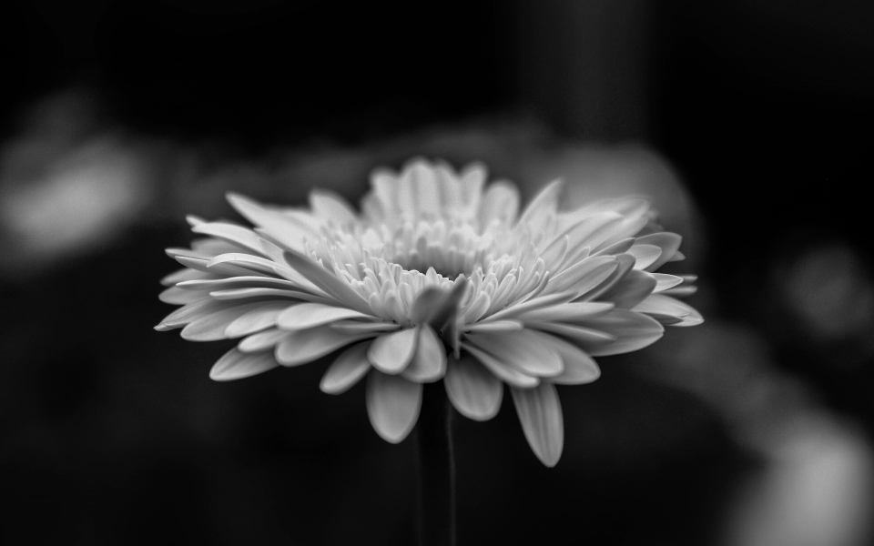 Download Tranquil Blossom A Dark Black and White HD Wallpaper of a Calming Flower in Nature wallpaper