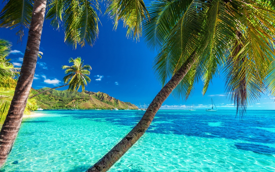 Download Tropical Island Paradise HD Wallpaper of Pristine Beaches Palm Trees and Yachts wallpaper