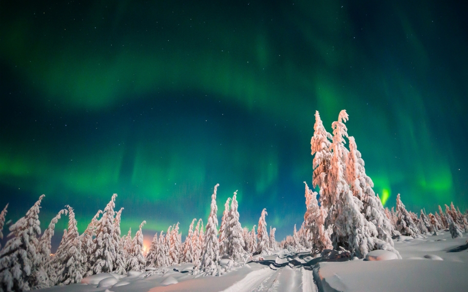Download Winter Forest Aurora Borealis Northern Lights HD Wallpaper wallpaper