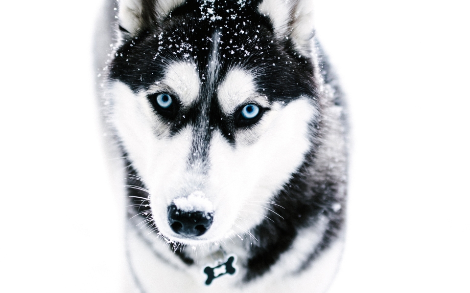 Download Winter's Best Friend HD Wallpaper 1080p for macbook wallpaper