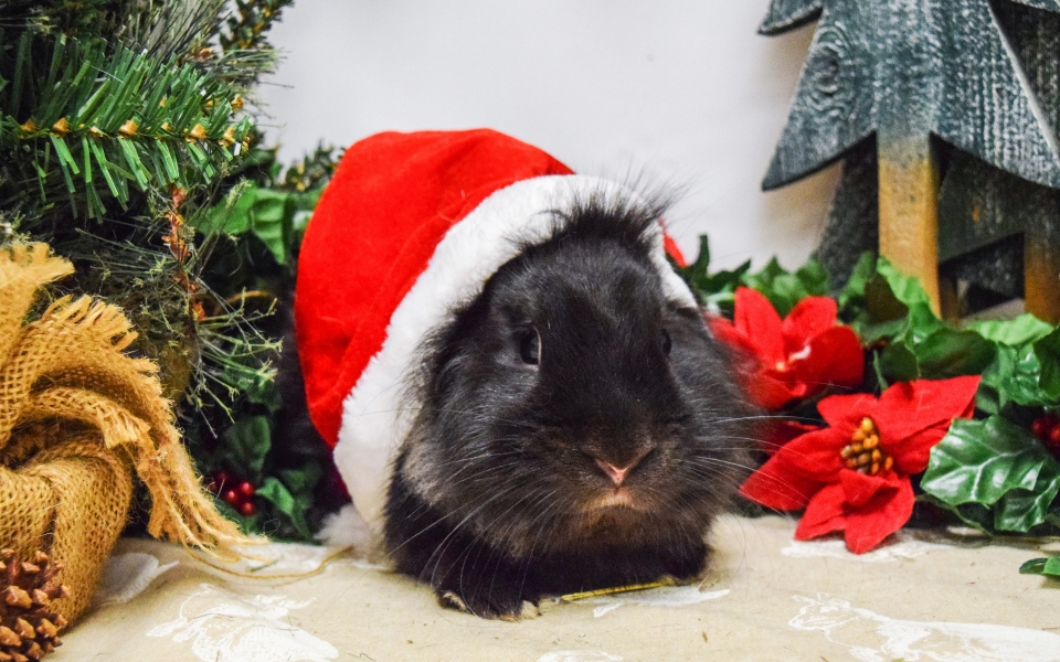 Download Black Guinea Pig in Santa Hat HD Wallpaper for Christmas and New Year wallpaper