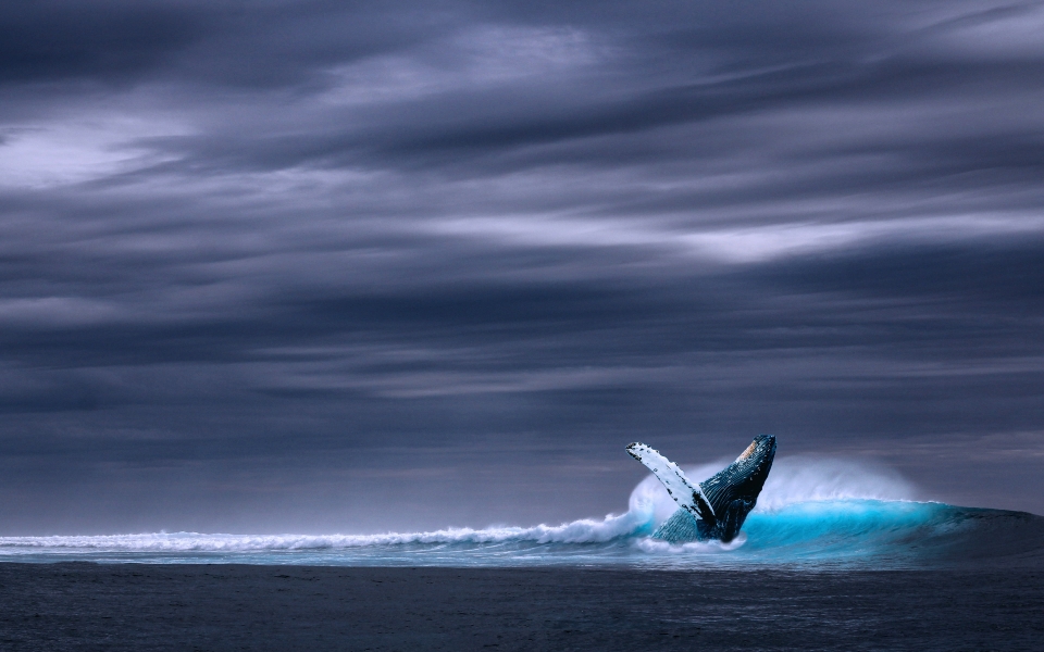 Download Blue Whale Balaenoptera musculus Ocean Wildlife HD Wallpaper wallpaper