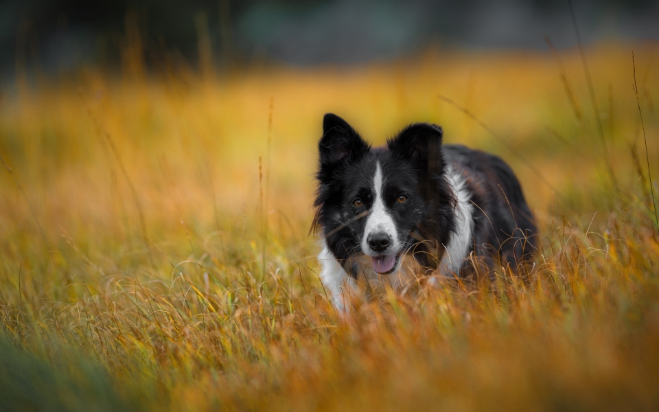 Download Border Collie Dog HD Wallpaper for Animal Lovers wallpaper