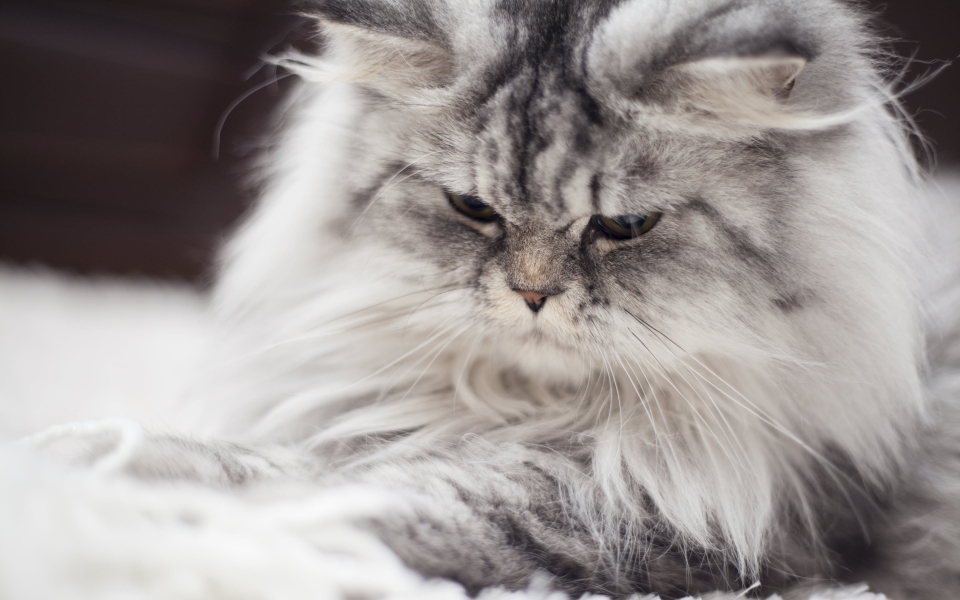 Download Close-up of a Gray Persian Cat Fluffy and Majestic HD Wallpaper wallpaper